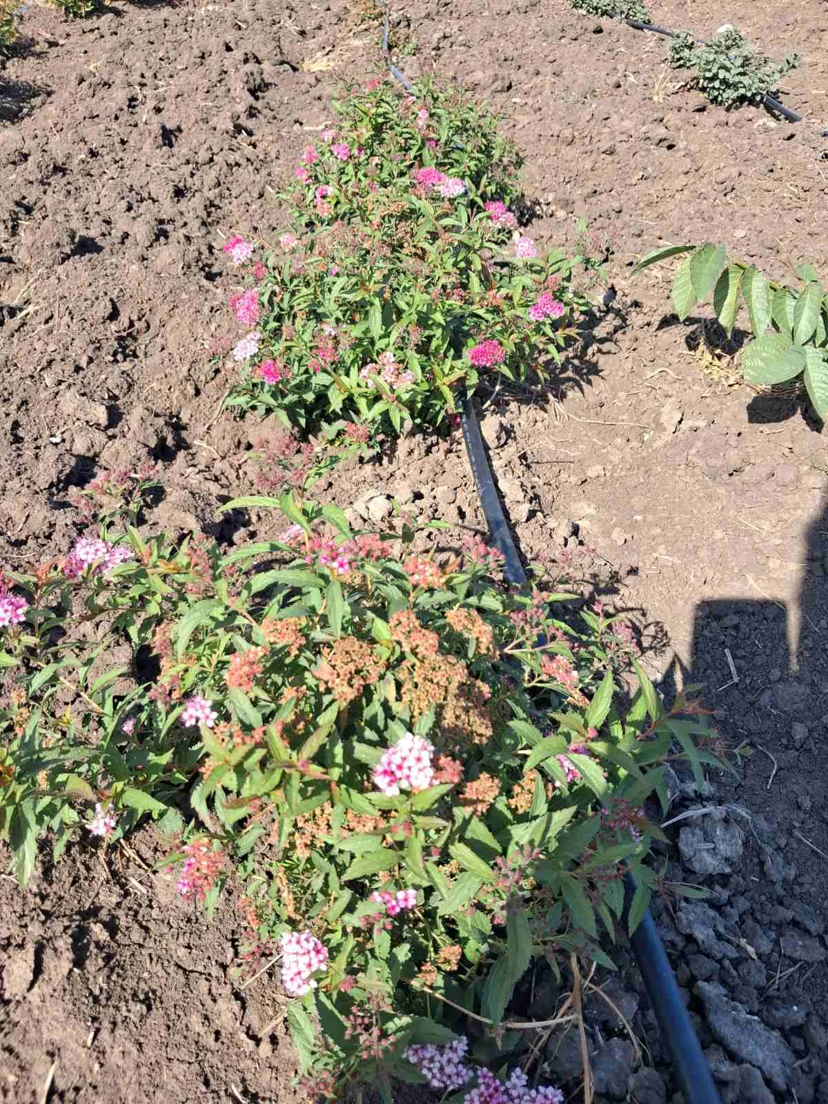 7. Спирея - Spiraea japonica 'Anthony Waterer' Спирея японская 'Anthony Waterer' — изображение 1