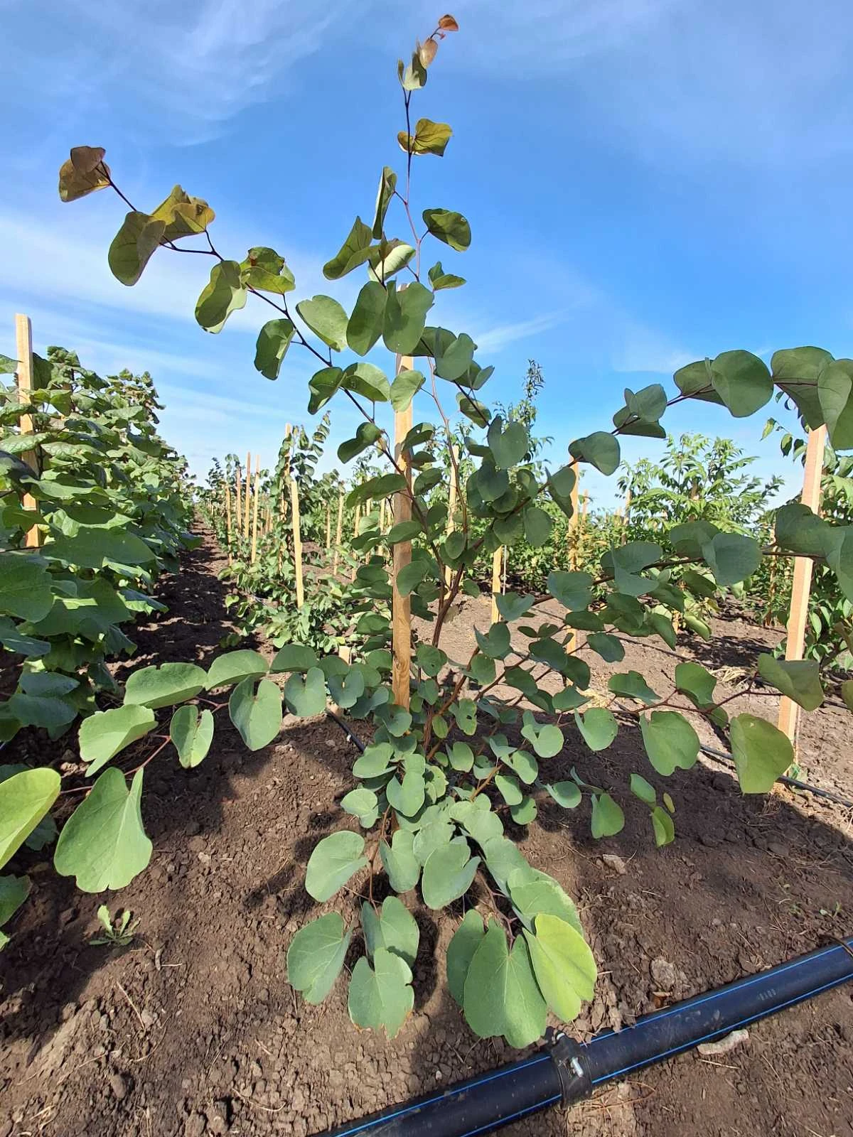 7. Церцис европейский (Cercis siliquastrum) Церцис европейский — изображение 1
