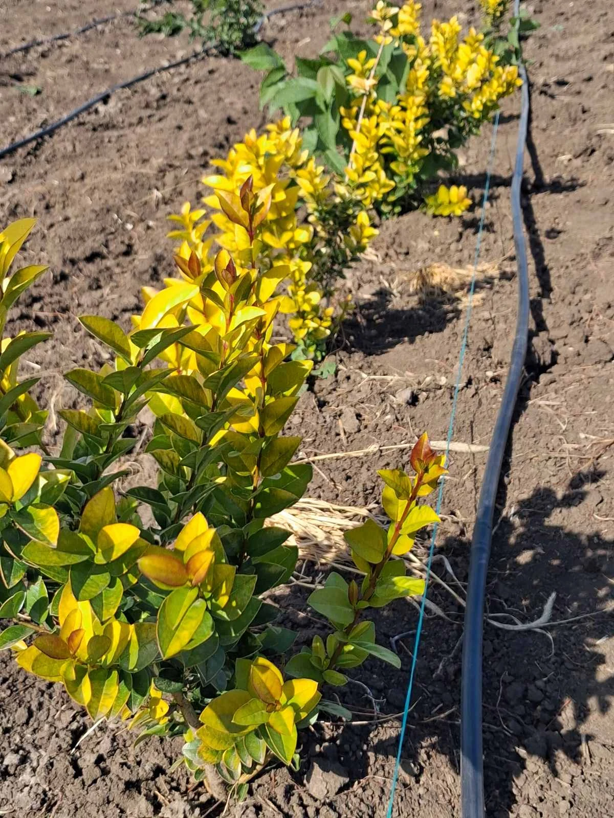 9. Бирючина „Aureum” - Ligustrum ovalifolium 'Aureum' Бирючина овальнолистная „Aureum” — изображение 1